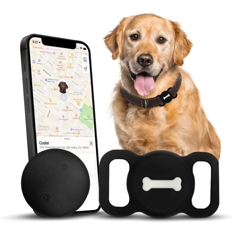 Golden retriever with collar and GPS tracker, phone showing location map