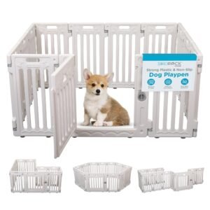 Corgi puppy inside a white plastic dog playpen with open door