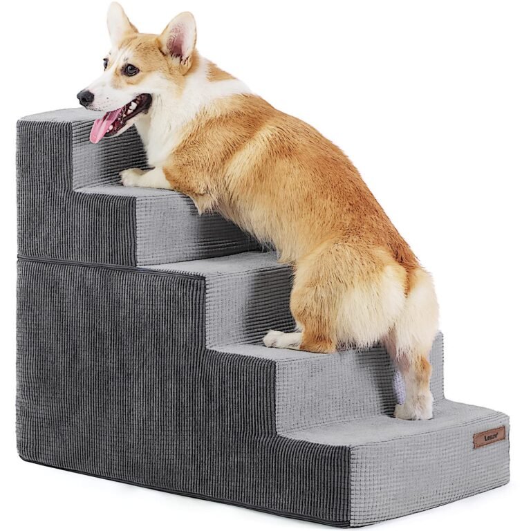 Corgi dog climbing gray corduroy pet steps, tongue out