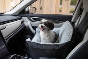 Shih Tzu dog in a car seat, tongue out, looking at the camera