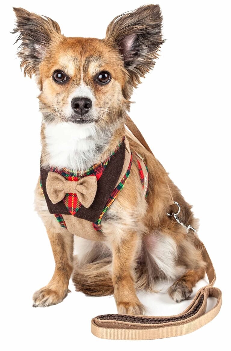 Small dog wearing a plaid harness and leash, sitting on white background